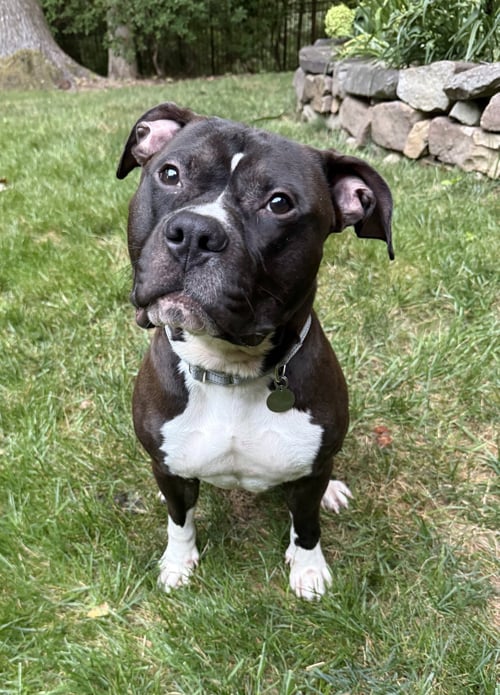 ACE - Pit Bull Terrier available for adoption