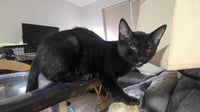Oberon - Photo 4
