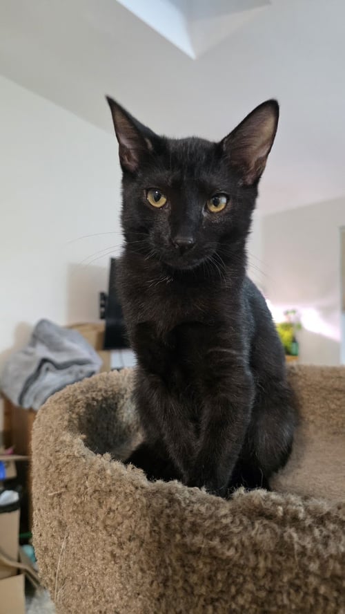 OBERON - Domestic Short Hair available for adoption