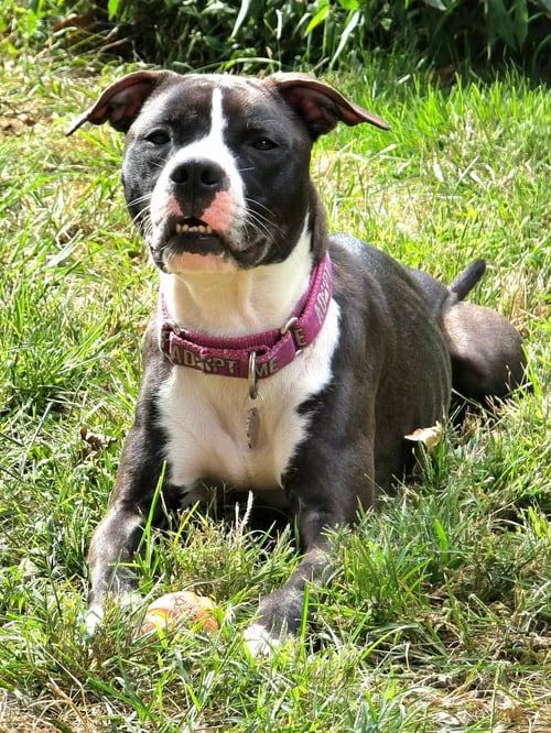 COMET (FKA GODIVA)