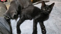 Berlioz - Photo 5
