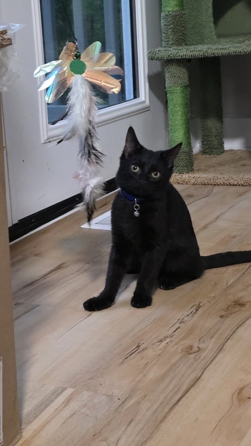 BERLIOZ - Domestic Short Hair available for adoption