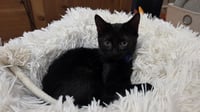 Berlioz - Photo 2