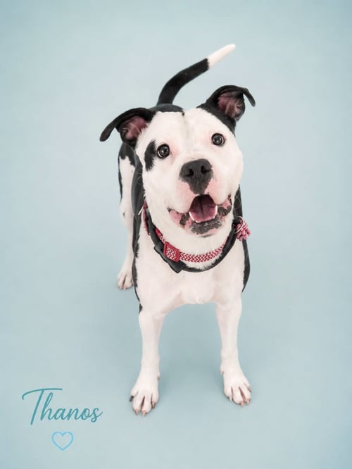 THANOS - Pit Bull Terrier available for adoption