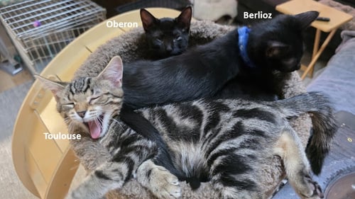 TOULOUSE - Domestic Short Hair available for adoption