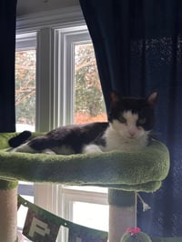 Keebler (Kiki) - Photo 11