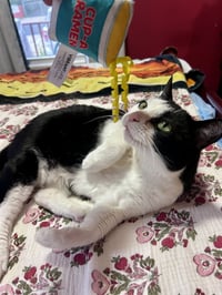 Keebler (Kiki) - Photo 5