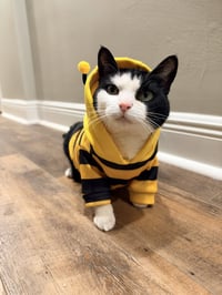 Keebler (Kiki) - Photo 2