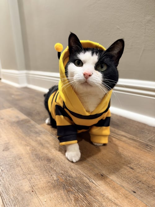 KEEBLER (KIKI) - Domestic Short Hair / Tuxedo available for adoption