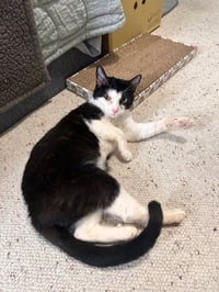 Keebler (Kiki) - Photo 9