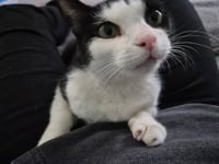 Keebler (Kiki) - Photo 4