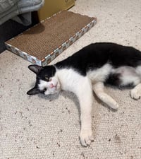 Keebler (Kiki) - Photo 8