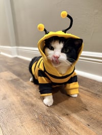 Keebler (Kiki) - Photo 1