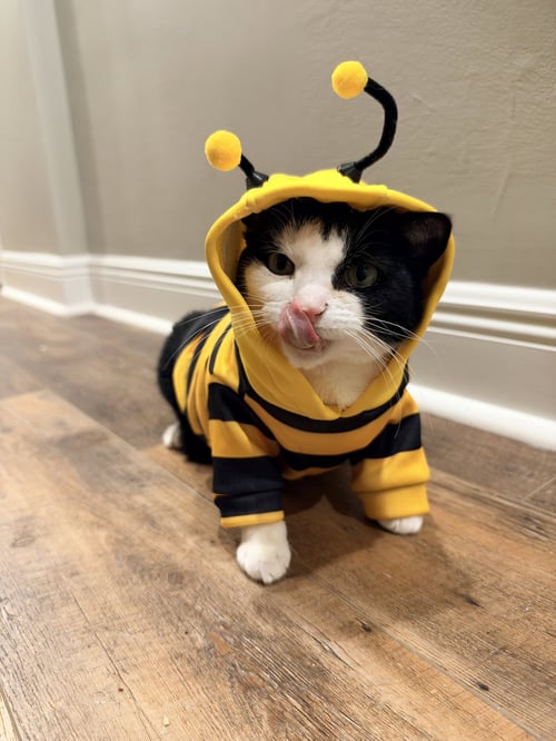 KEEBLER (KIKI) - Domestic Short Hair / Tuxedo available for adoption