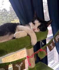 Keebler (Kiki) - Photo 10