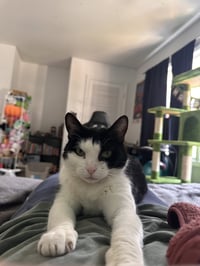 Keebler (Kiki) - Photo 6