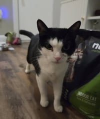 Keebler (Kiki) - Photo 7