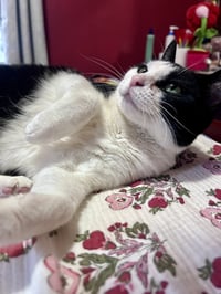 Keebler (Kiki) - Photo 3