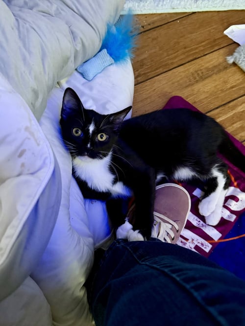 UMBREON - Domestic Short Hair available for adoption