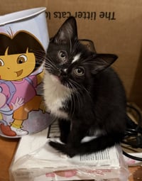 Umbreon - Photo 5