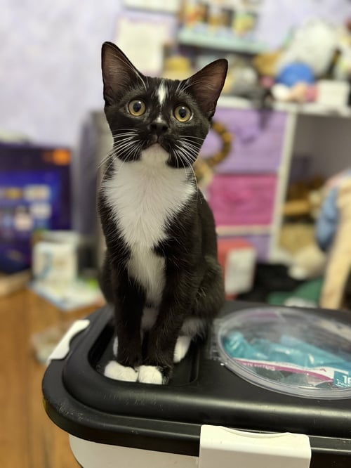 UMBREON - Domestic Short Hair available for adoption