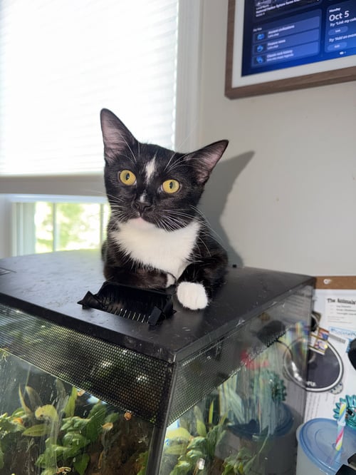 UMBREON - Domestic Short Hair available for adoption