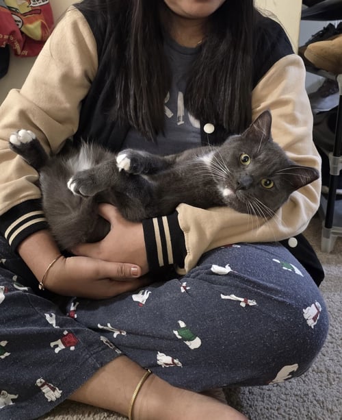 PAWPAW - Domestic Short Hair available for adoption