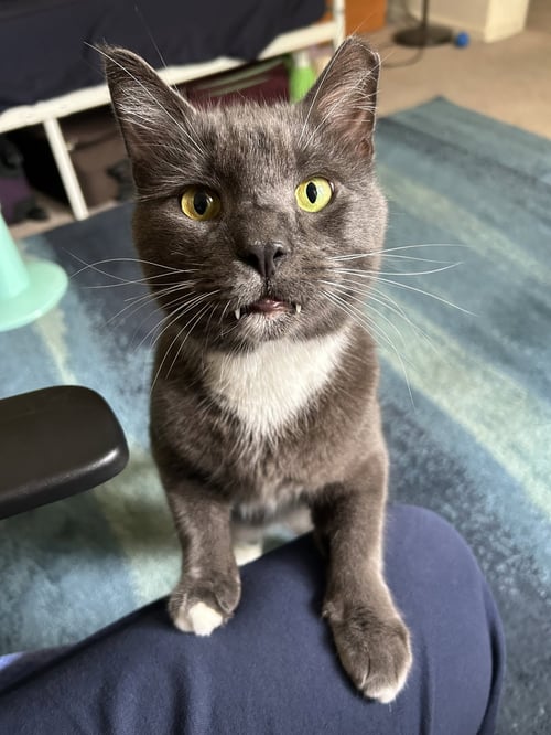 PAWPAW - Domestic Short Hair available for adoption