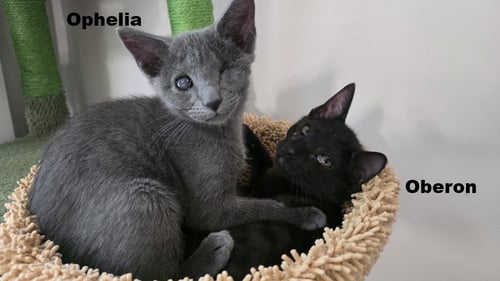 OPHELIA - Domestic Short Hair available for adoption