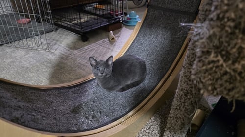 OPHELIA - Domestic Short Hair available for adoption
