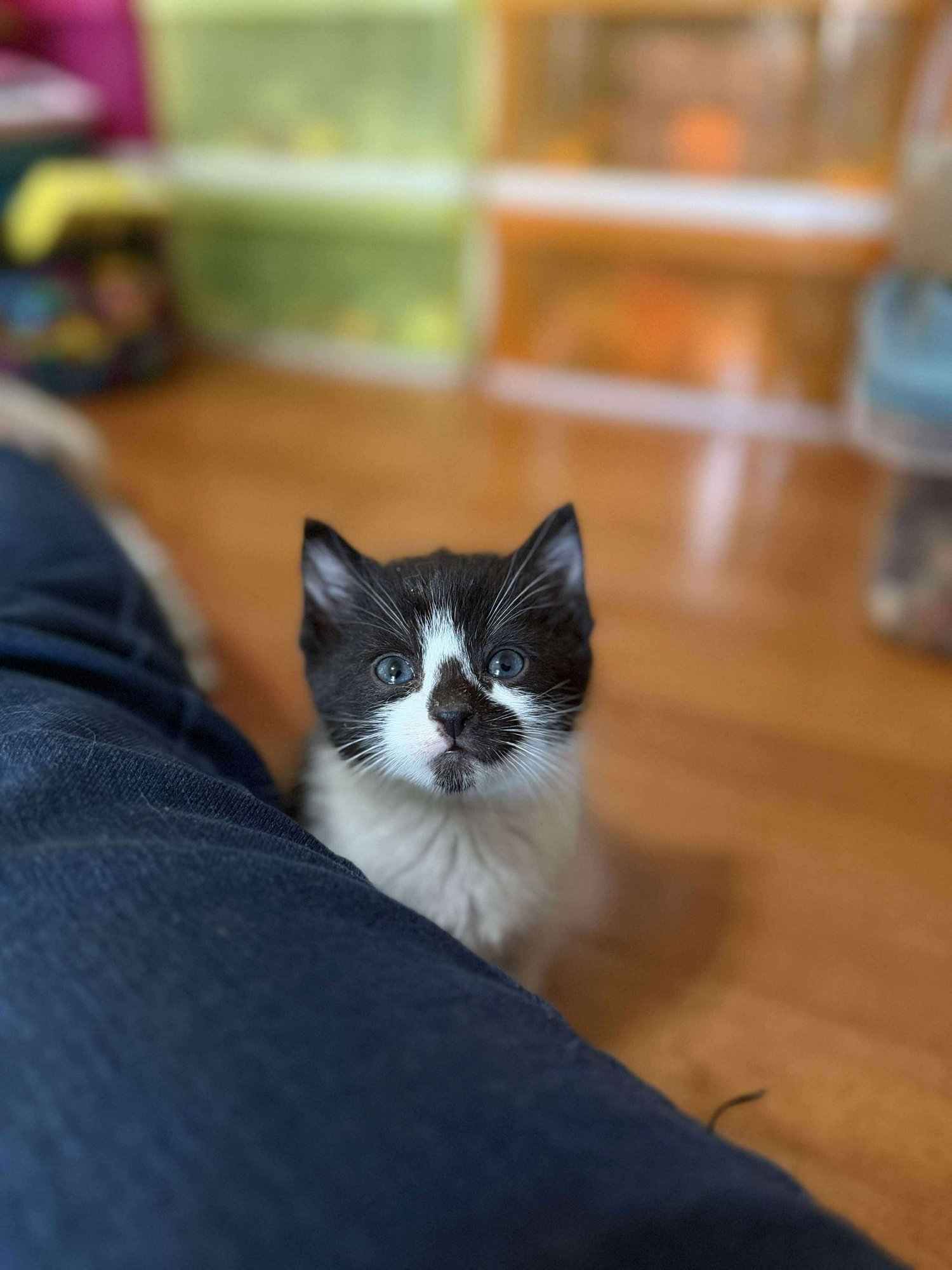 PORTHOS - Domestic Short Hair available for adoption