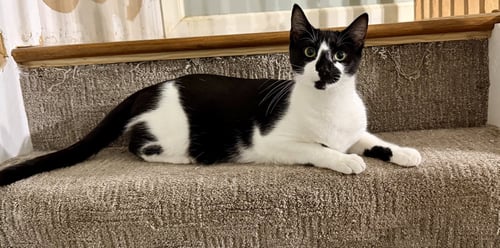 PORTHOS - Domestic Short Hair available for adoption