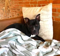 Bowser - Photo 4