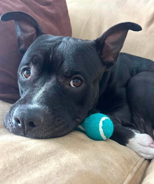 BOWSER - Pit Bull Terrier available for adoption