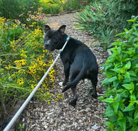 Bowser - Photo 2