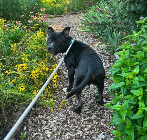 BOWSER - Pit Bull Terrier available for adoption
