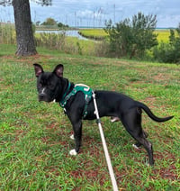 Bowser - Photo 3