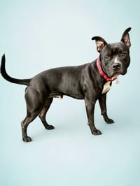 Bowser - Photo 5
