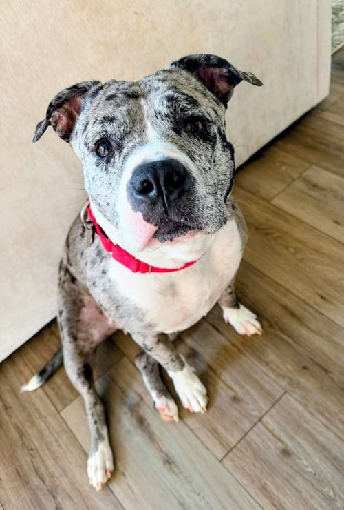 CHERRY - Pit Bull Terrier available for adoption