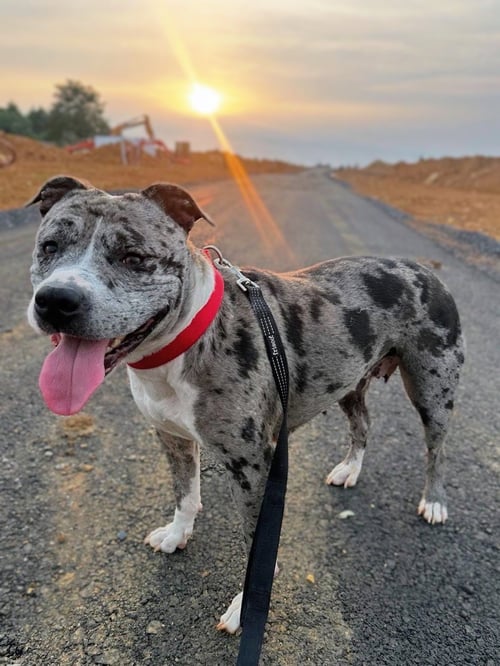 CHERRY - Pit Bull Terrier available for adoption