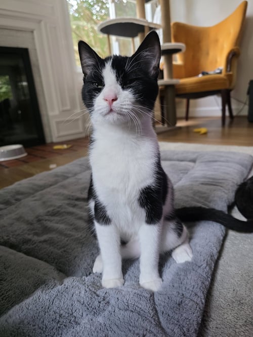 HEWEY - Domestic Short Hair available for adoption