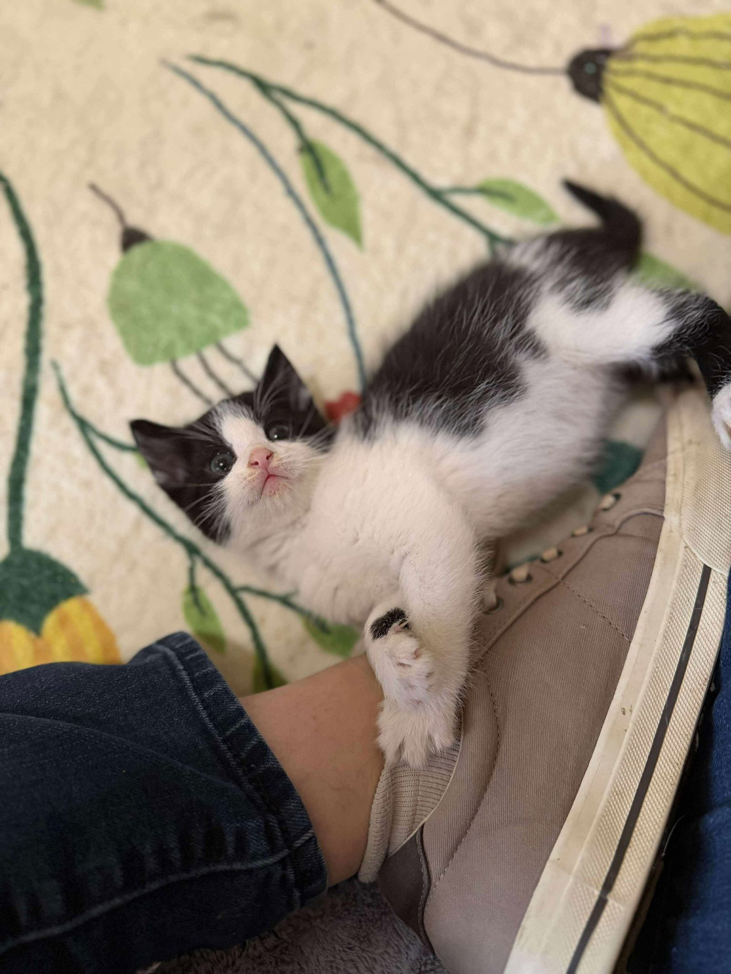 ATHOS - Domestic Short Hair available for adoption