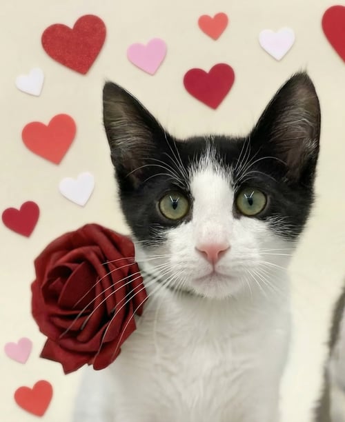 ATHOS - Domestic Short Hair available for adoption