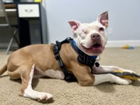 Wiggles - Photo 2