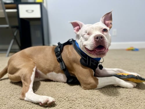WIGGLES - Pit Bull Terrier available for adoption