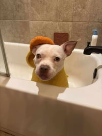 Wiggles - Photo 17