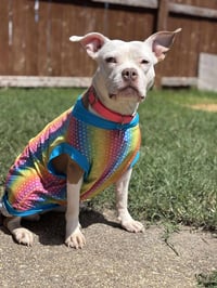 Wiggles - Photo 15