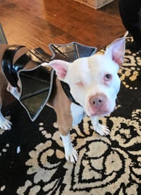 Wiggles - Photo 6