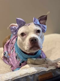 Wiggles - Photo 11