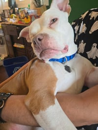 Wiggles - Photo 7